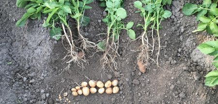 aardappelen Gewastour2020