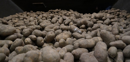 aardappelen aardappelbewaring Agrifoto2