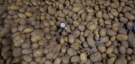aardappelen aardappelbewaring