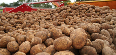aardappelen Agrifoto2