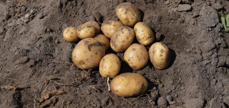 aardappelen Agrifoto2