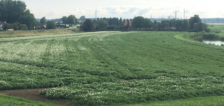 aardappelen Gewastour zomer Boerenbusiness Gewastour2020 zomer 2020