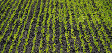 zomergerst tarwe - agri