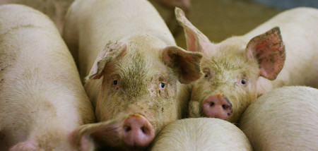 Stabiele varkensprijs goed voor sprankje optimisme