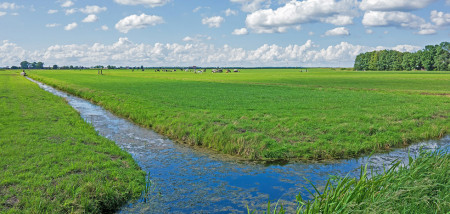 koeien water sloot waterkwaliteit platteland