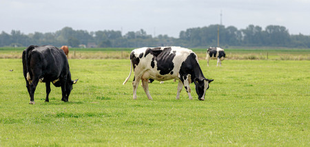 koeien weidegang grazen