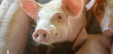 DCA varkensindex is begonnen aan herstel