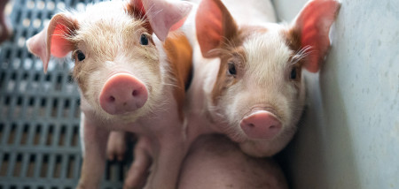 biggen varkens - agri