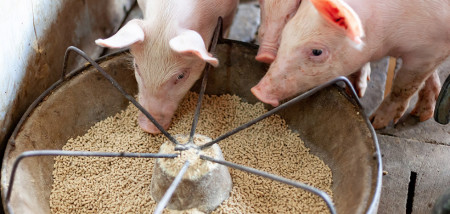 veevoer brok brokken varkensvoer