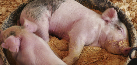 biggen varkensvoer varkens - agri
