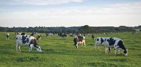 grasland koeien weidegang