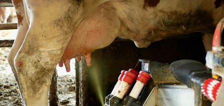 robot de traite des vaches laitières