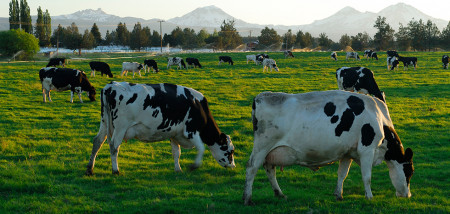 koeien weidegang Verenigde Staten