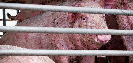 transport de porcs porcs - agriculture