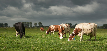 koeien weidegang donkere wolken