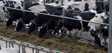 clôture d'alimentation pour vaches