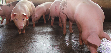 brazilie varkens - agri