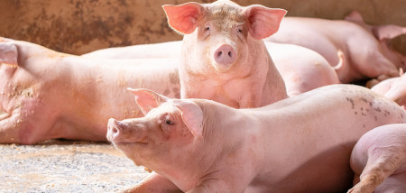 Canadese varkensvleesreus groeit flink door overname