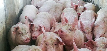 AVP bereikt Duitse varkensstapel op 2 locaties