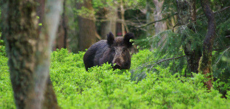 wildzwijn afrikaanse varkenspest