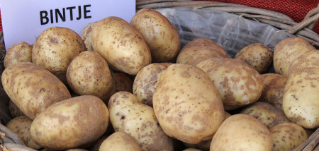 bintje
