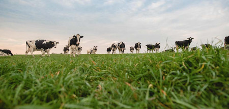 vaches d'herbe