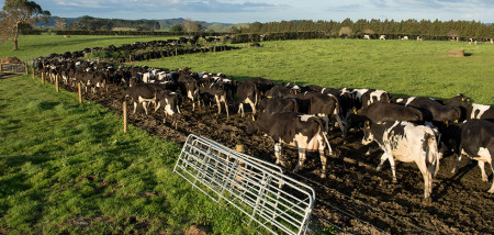 koeien Nieuw-Zeeland