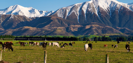 vaches Nouvelle-Zélande