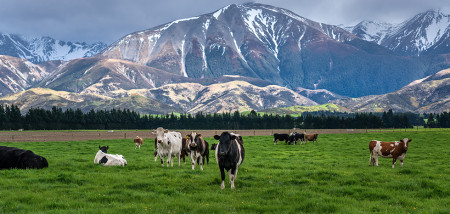 vaches Nouvelle-Zélande