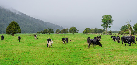 koeien Nieuw-Zeeland