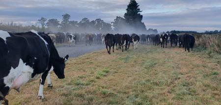 Droogte dwingt Kiwi's melkvee op te ruimen