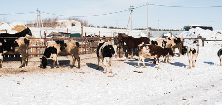 koeien Nieuw-Zeeland