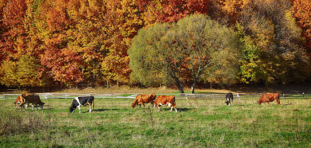 vaches États-Unis automne