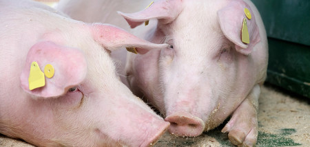 Zo hoog zijn de kosten van varkensvleesproductie