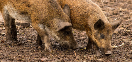 Vrijverklaring België kan varkensmarkt EU helpen