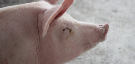 Duitse varkensstapel toont megakrimp