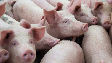 Mega varkensbedrijven betreden toneel in China