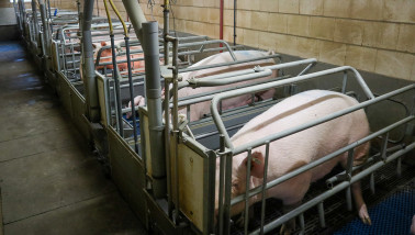 varkenshouderij varkens - agri