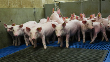 'Kinderreclame over varkensvlees is misleidend'
