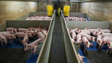 Geen Europese steun voor varkenshouders