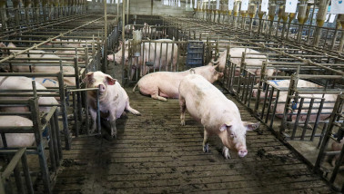élevage porcin porcherie porcs - agri
