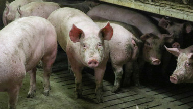 Duitse varkenscongestie net onder 1 miljoen stuks