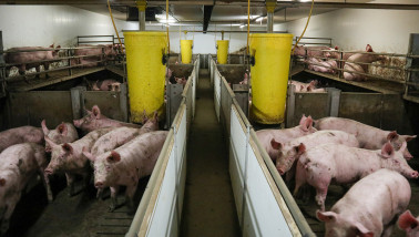 cochons de porcherie - agriculture