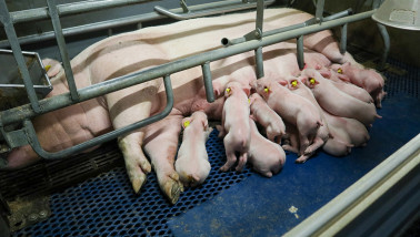 biggen varkens - agri