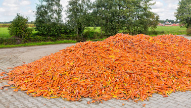 Oogst van peen, akkerbouw