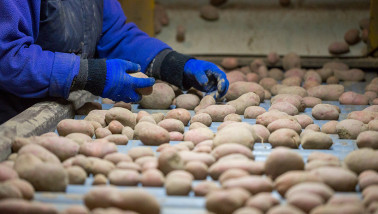 Kostenexplosie in aardappelteelt zichtbaar