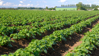 aardappelen frankrijk