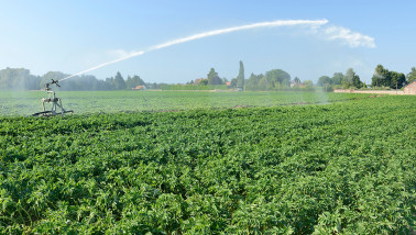 aardappelen droogte frankrijk beregening