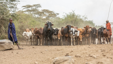 koeien Afrika Tanzania