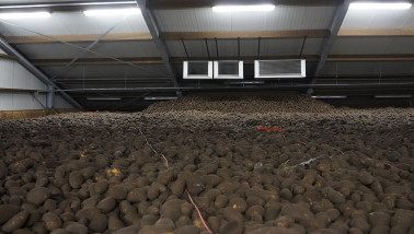 Belgische industrie heeft oogje op vrije aardappelen